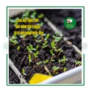 Hoa Sao Nhái Mix - ảnh 3