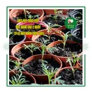 Hoa Sao Nhái Mix - ảnh 4