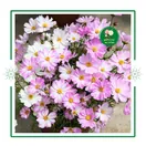 Hoa Sao Nhái Mix - ảnh 5