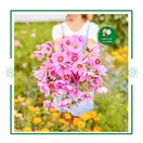 Hoa Sao Nhái Mix - ảnh 6