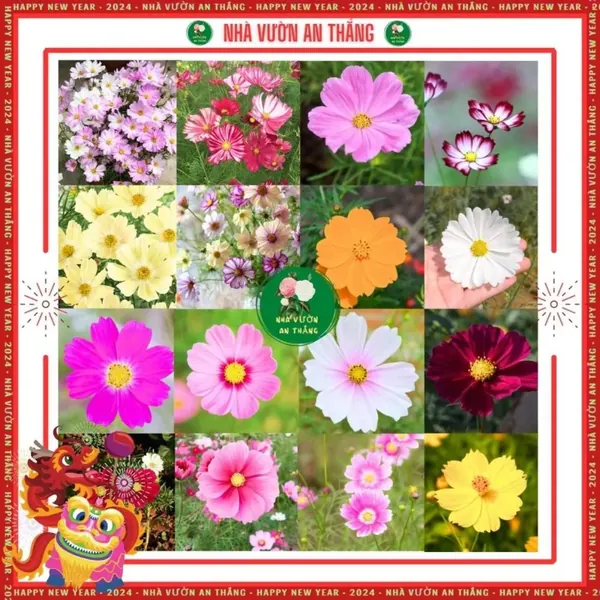 Hoa Sao Nhái Mix