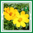 Hoa Sao Nhái Vàng Cam - ảnh 3