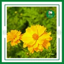 Hoa Sao Nhái Vàng Cam - ảnh 4