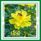 Hoa Sao Nhái Vàng Cam - ảnh 5