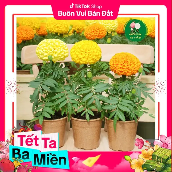 Hoa Cúc Vạn Thọ Mỹ - Vàng Cam