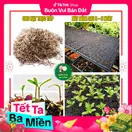 Hoa Cúc Vạn Thọ Mỹ - Vàng Cam - ảnh 2