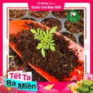 Hoa Cúc Vạn Thọ Mỹ - Vàng Cam - ảnh 3