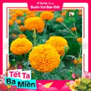 Hoa Cúc Vạn Thọ Mỹ - Vàng Cam - ảnh 4