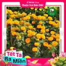 Hoa Cúc Vạn Thọ Mỹ - Vàng Cam - ảnh 5