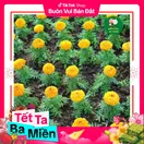 Hoa Cúc Vạn Thọ Mỹ - Vàng Cam - ảnh 6