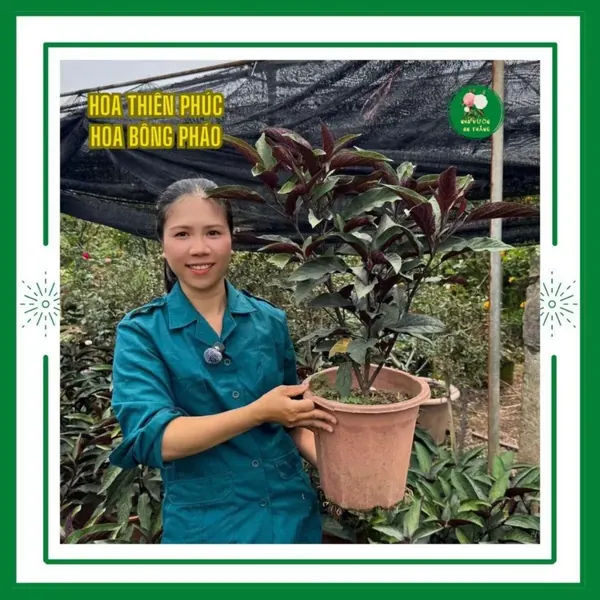 Hoa bông pháo
