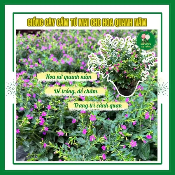 Hoa cẩm tú mai nở quanh năm