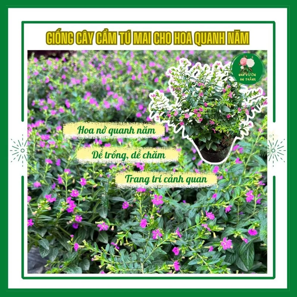 Hoa cẩm tú mai nở quanh năm