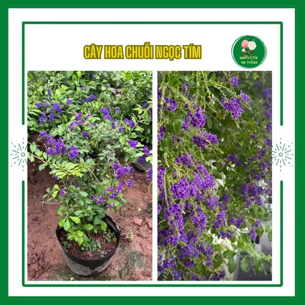 Hoa chuỗi ngọc tím