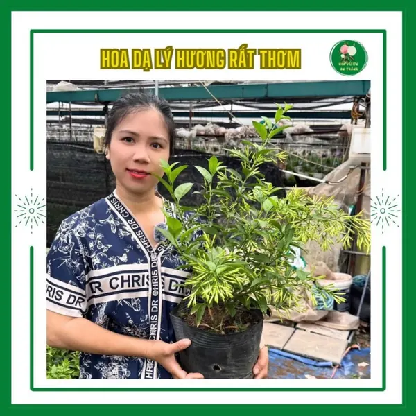 Hoa dạ lý hương rất thơm