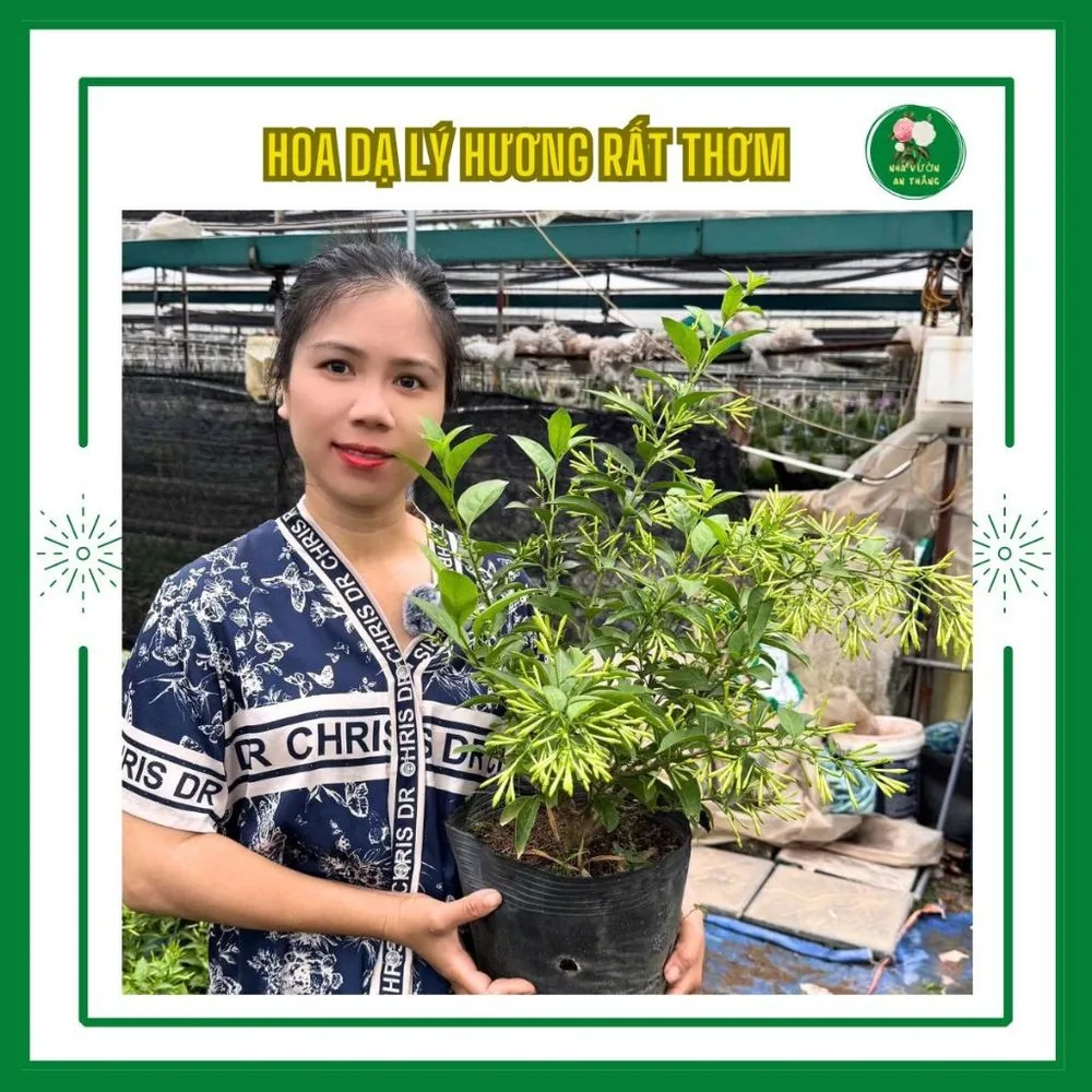 Hoa dạ lý hương rất thơm