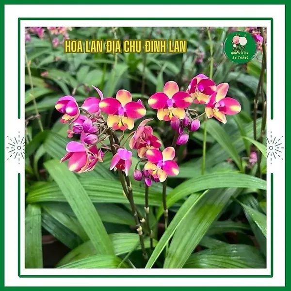 Hoa lan địa chu đinh lan nhiều màu xum đẹp hoa quanh năm 180