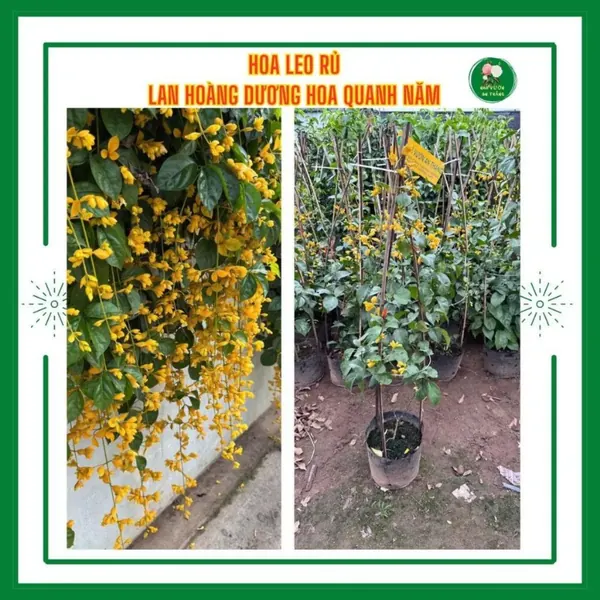 Hoa lan hoàng dương leo rủ trang trí cổng