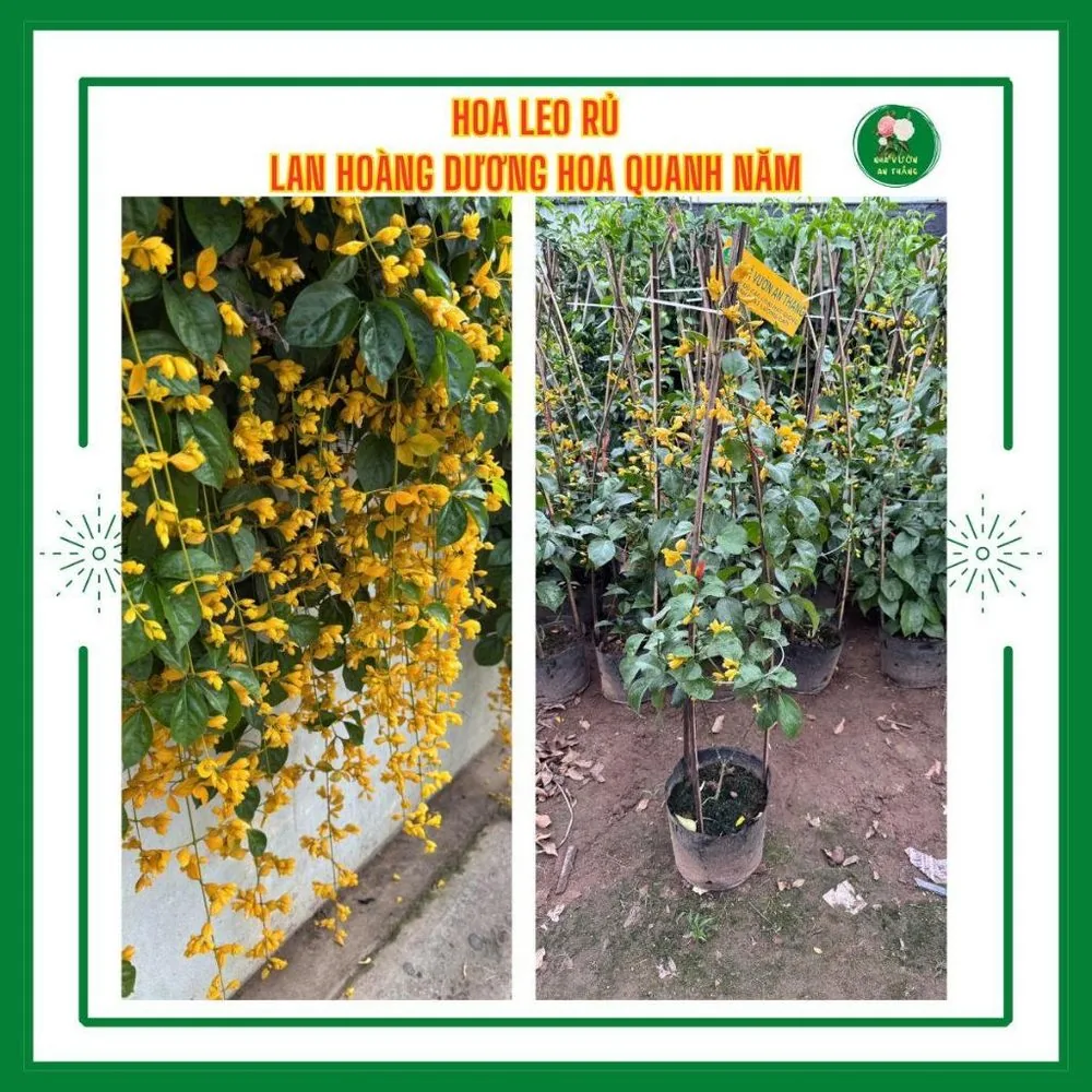 Hoa lan hoàng dương leo rủ trang trí cổng