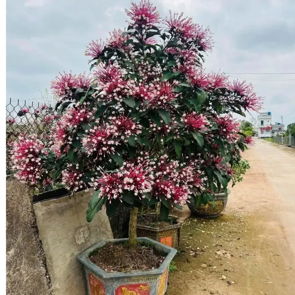 Hoa thiên phúc