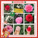 Hoa Trà My Giống - ảnh 2