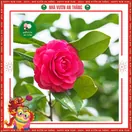 Hoa Trà My Giống - ảnh 3
