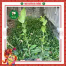 Hoa Trà My Giống - ảnh 4