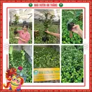 Hoa Trà My Giống - ảnh 5