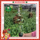 Hoa Trà My Giống - ảnh 6