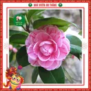 Hoa Trà My Giống - ảnh 7