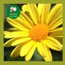 Hoa Cúc Thân Gỗ - ảnh 2