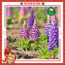 Hoa Đậu Lupin - ảnh 2