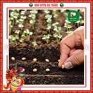 Hoa Đậu Lupin - ảnh 3