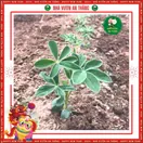 Hoa Đậu Lupin - ảnh 4