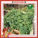 Hoa Đậu Lupin - ảnh 5