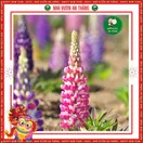 Hoa Đậu Lupin - ảnh 6