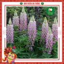 Hoa Đậu Lupin - ảnh 7