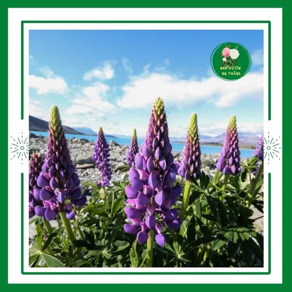Hoa Đậu Lupin