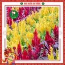 Hoa Mào Gà - ảnh 3