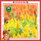 Hoa Mào Gà - ảnh 4