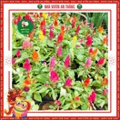 Hoa Mào Gà - ảnh 5