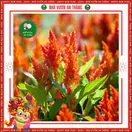 Hoa Mào Gà - ảnh 6
