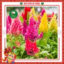Hoa Mào Gà - ảnh 7