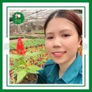 Hoa Mào Gà
