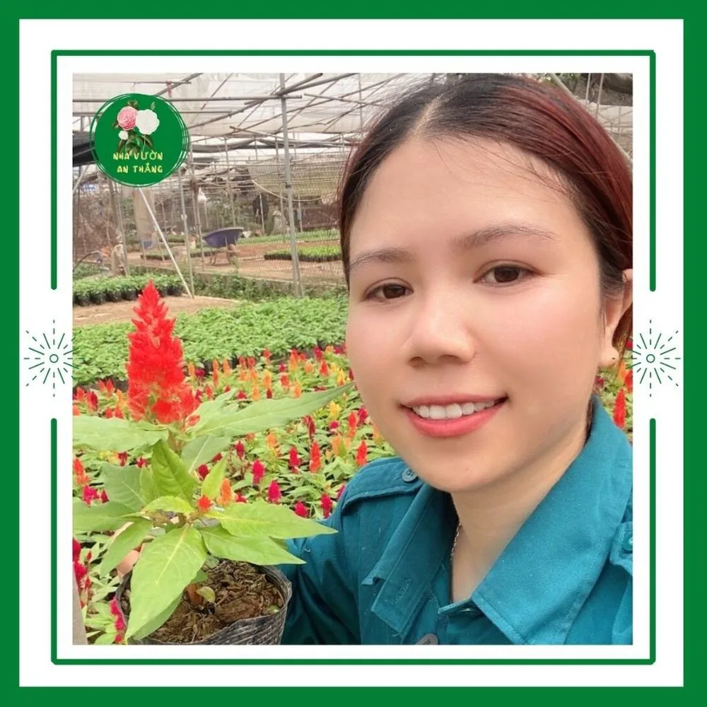 Hoa Mào Gà