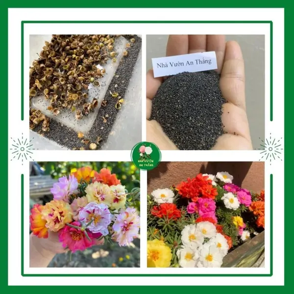 Hoa Mười Giờ