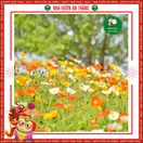 Hoa Popy ( Hoa Kim Anh )
