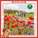 Hoa Popy ( Hoa Kim Anh ) - ảnh 2