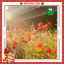 Hoa Popy ( Hoa Kim Anh ) - ảnh 3