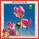 Hoa Popy ( Hoa Kim Anh ) - ảnh 4
